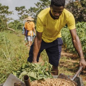 countryside-worker-pushing-wheelbarrow-with-peanuts